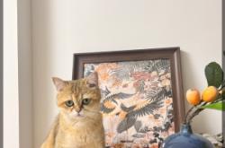 赤峰尋貓團隊電話號碼查詢是多少