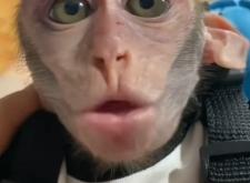 赤峰大嘴猴靈堂電話號(hào)碼查詢