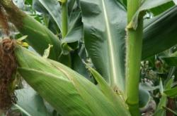 赤峰鋼板樁批發(fā)市場電話號碼