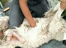 赤峰到東烏旗配貨站電話多少