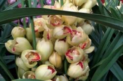 赤峰花卉美容院電話多少號