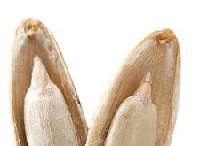 赤峰瓜子買賣平臺(tái)電話是多少號(hào)