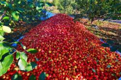赤峰市林西草莓采摘園電話號碼
