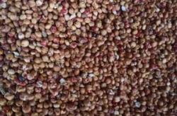 赤峰市高粱收購(gòu)聯(lián)系電話號(hào)碼