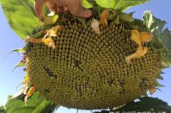 赤峰種子化肥批發(fā)市場電話號(hào)碼