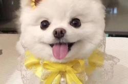 赤峰博美出售信息電話是多少號