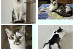 赤峰寵物豬店地址電話查詢號(hào)碼