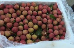 赤峰水果荔枝批發(fā)市場電話號碼