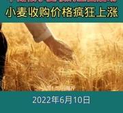 赤峰小麥?zhǔn)召徺Q(mào)易商電話是多少