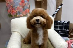 赤峰寵物店直播剪發(fā)電話號(hào)碼