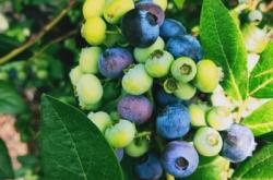 赤峰林夕羊苗基地電話號(hào)碼