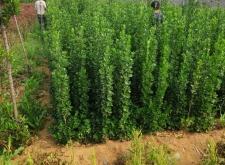 赤峰東方紅苗木基地電話號(hào)碼