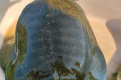 赤峰活甲魚(yú)店電話號(hào)碼多少號(hào)