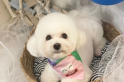 赤峰赤誠寵物店電話號碼查詢