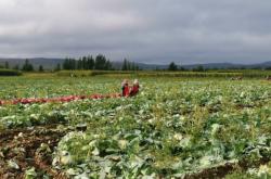 赤峰市甘藍(lán)烘干店電話號碼