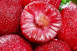 赤峰冰凍楊梅批發(fā)電話號碼查詢