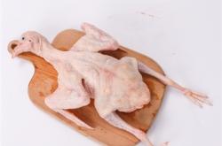 赤峰市賣乳鴿電話號(hào)碼多少