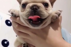 赤峰市法斗幼犬出售電話號碼