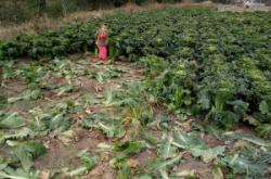 赤峰橋頭鎮(zhèn)食品廠電話號(hào)碼