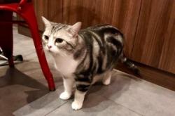 赤峰貓咖酒吧電話多少號(hào)啊