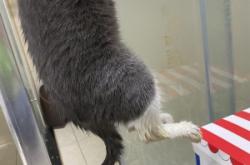 赤峰寵物托運(yùn)飛機(jī)電話地址查詢