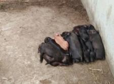 內(nèi)蒙赤峰牧原養(yǎng)豬