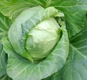 赤峰蔬菜代采點電話號碼查詢