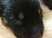 赤峰狗狗之家電話號碼多少號