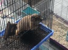 赤峰領(lǐng)養(yǎng)寵物店電話多少號(hào)