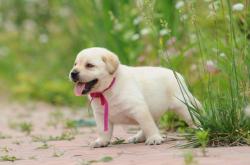 赤峰同城撿狗拉布拉多電話號(hào)碼