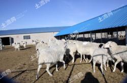 赤峰養(yǎng)殖大公司電話號(hào)碼查詢