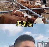 赤峰抓牛向?qū)щ娫捥柎a多少