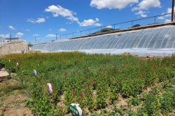 赤峰市經(jīng)緯花卉市場電話號碼
