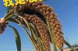 赤峰市收購谷子電話號碼是多少