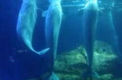 赤峰市動(dòng)物館電話號(hào)碼是多少