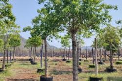 赤峰冬青苗木廠家電話號(hào)碼