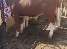 赤峰市牛架子飯店電話地址查詢