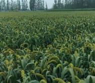 赤峰拾禾谷子店電話號碼查詢