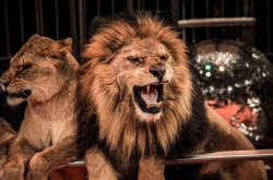 赤峰大馬戲團電話多少號