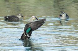 赤峰賣小鴨子的地方電話號碼