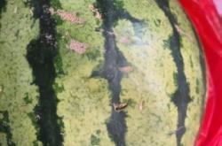 赤峰市黑臉瓜子廠電話號碼