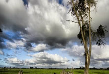 赤峰牛骨頭送貨電話號碼查詢