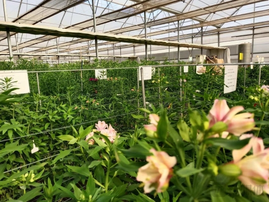 赤峰海盛鮮花店電話號(hào)碼多少-第1張圖片