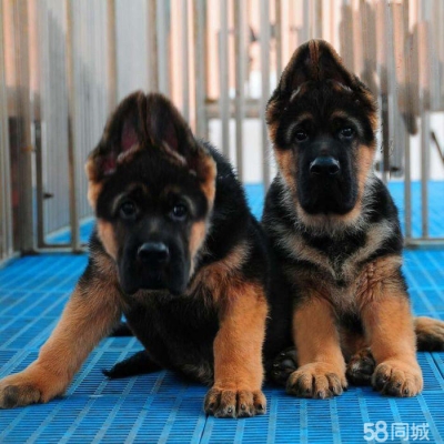 赤峰正規(guī)狗舍電話多少啊-第1張圖片