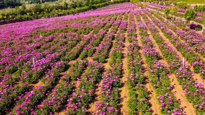 赤峰市芍藥花海地址電話號(hào)碼-第1張圖片