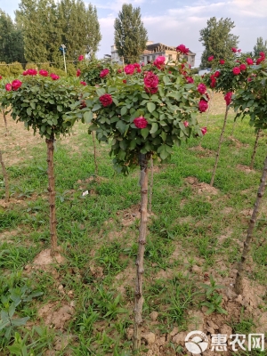 赤峰月季花苗圃商家電話號(hào)碼-第1張圖片