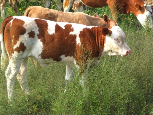 赤峰天賦牛酒水店電話號(hào)碼查詢-第1張圖片