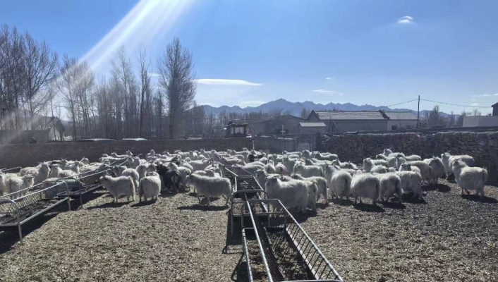 赤峰山羊 屠宰場電話號碼查詢-第1張圖片