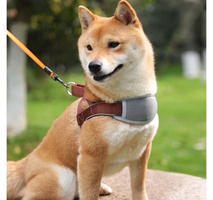 赤峰出租寵物電話號(hào)碼是多少號(hào)-第1張圖片