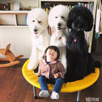 赤峰狗狗代買電話號碼查詢地址-第1張圖片